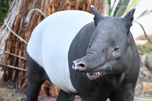 Tapir de Malaisie