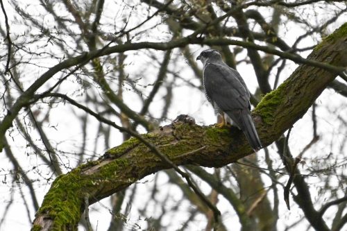 Autour des palombes (mâle)