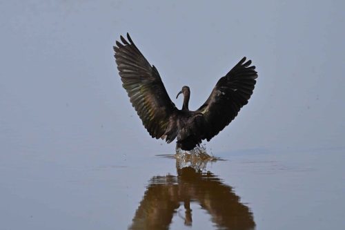 Ibis falcinelle