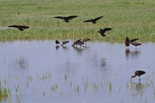Ibis falcinelles