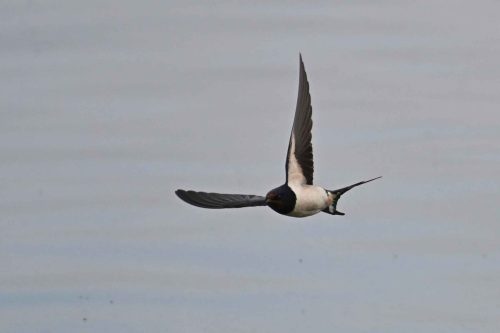 Hirondelle rustique