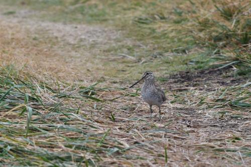 Bécassine de Magellan