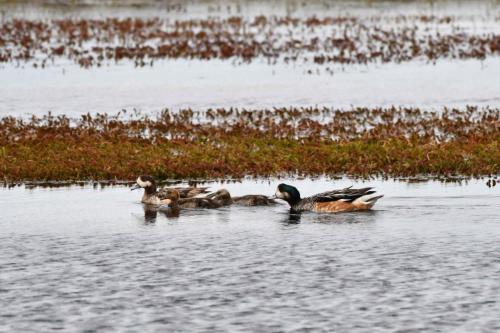 Canards de Chiloé