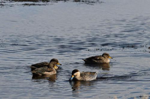 Sarcelle bariolée et 3 sarcelles tachetées