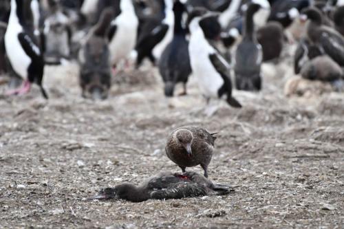 Labbe antarctique se nourrissant d'un jeune cormoran impérial