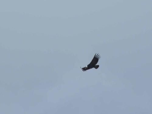Condor des Andes