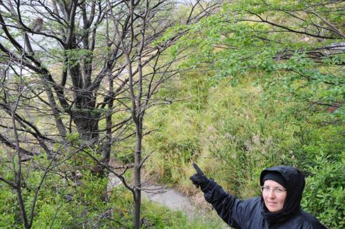 Mais que montre donc Carole ?