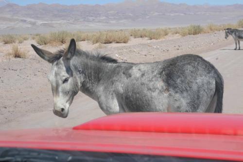 Les anes c'est bien connu, sont têtus. Celui-ci n'a pas voulu bougé d'un millimètre.