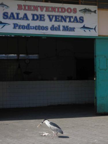 Héron bihoreau se ravitaillant au port de pêche 