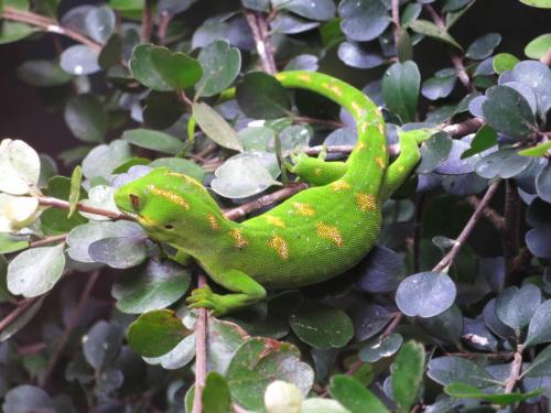 Gecko de Nouvelle-Zélande