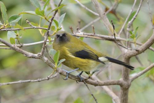 Méliphage carillonneur