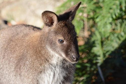 Wallaby de Bennett