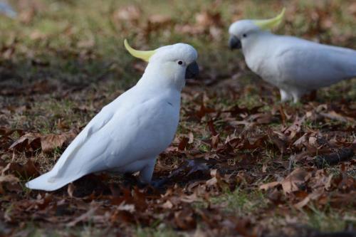 Cacatoès à huppe jaune
