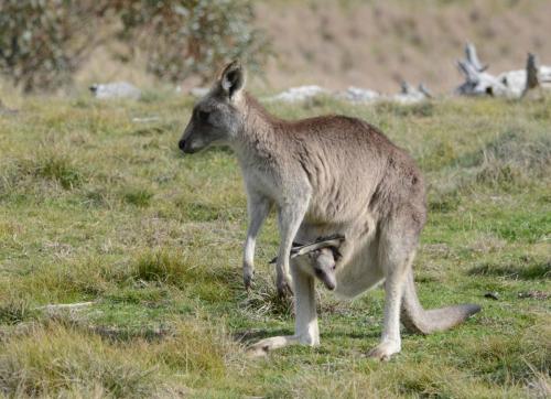 Jeune kangourou dans la poche de sa mère