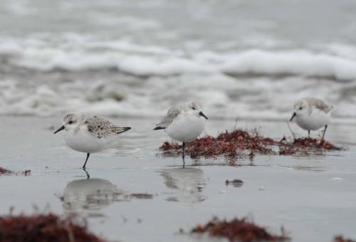 Becasseaux sanderling