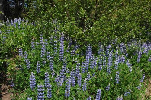 Lupins