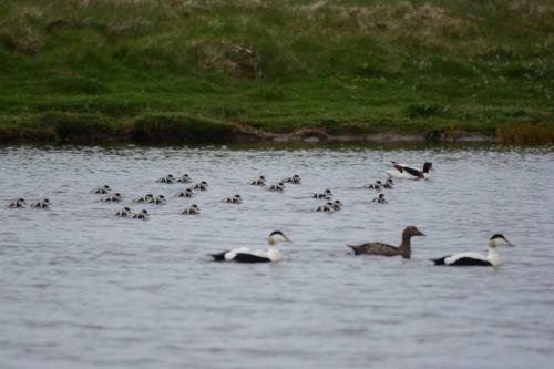 Famille de Tadornes de belon (23 poussins) avec au devant des Eiders à duvet