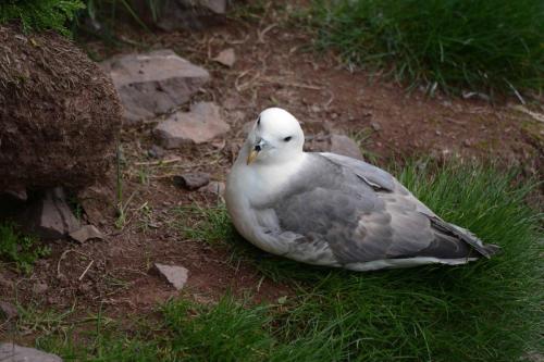 Pétrel fulmar