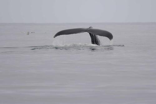 Baleine à bosse