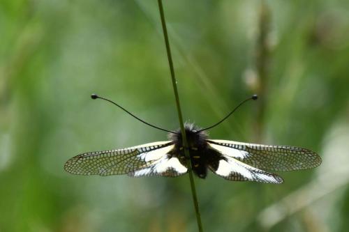 Ascalaphe souffré (Libelloides coccajus)