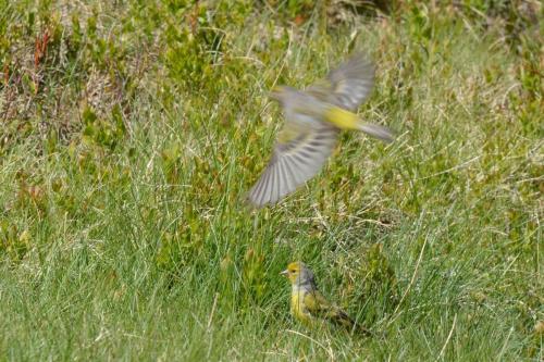 Venturons montagnards