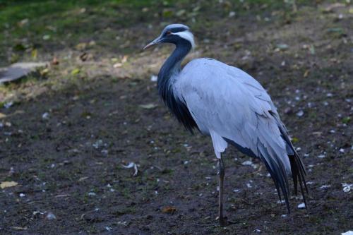 Grue demoiselle de Numidie