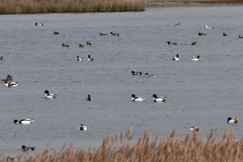 Tadornes de Belon, canards siffleurs et pilets