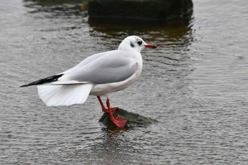 Mouette rieuse