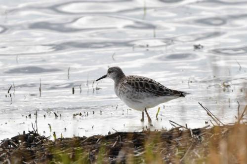 Chevalier combattant