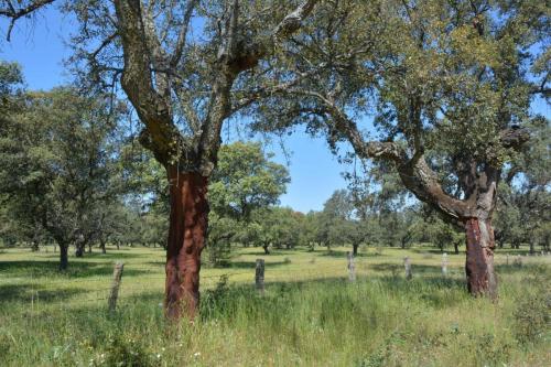 Dehesa paysage typique d'Extremadure