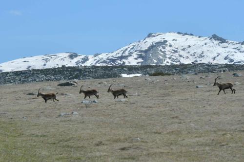 Bouquetins ibériques