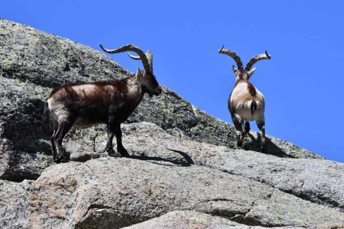 Bouquetins ibériques