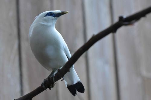 Étourneau de Rothschild