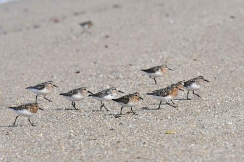 Bécasseaux sanderlings