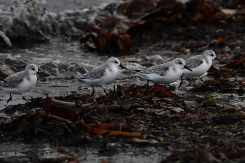 Bécasseaux sanderlings