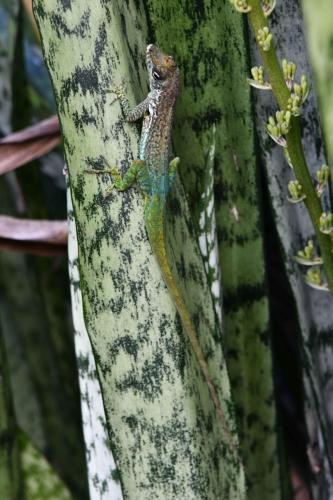 Anolis Roquet