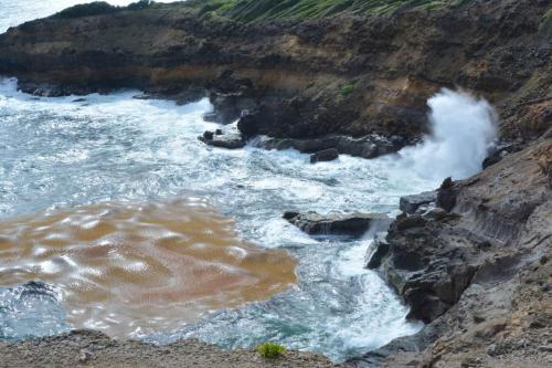 Anse chandelier, algues sargasses