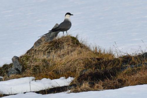 Labbe à longue queue