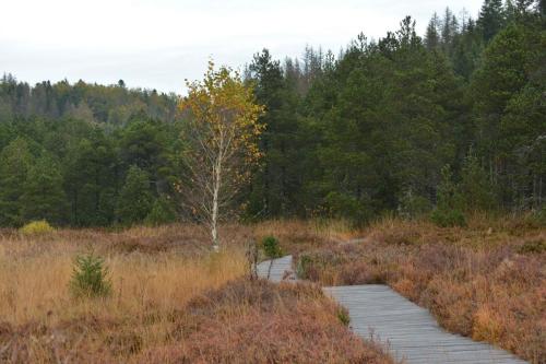 Tourbières de Prénovel