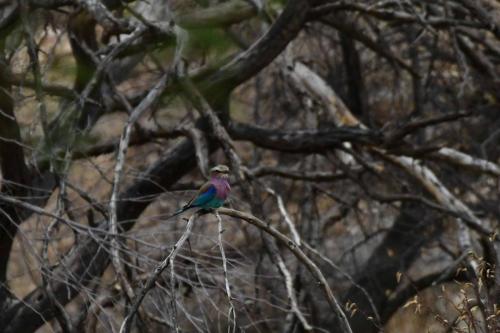 Rollier à longs brins