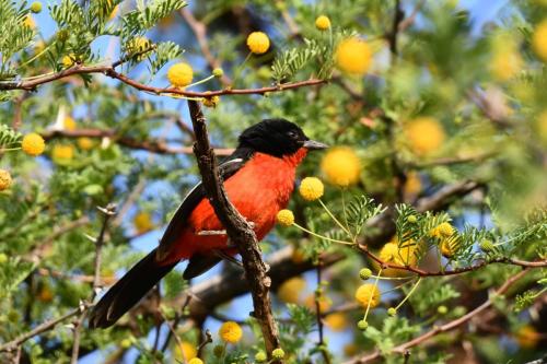 Gonolek rouge et noir