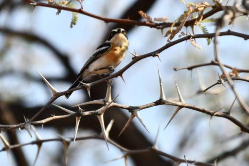 Pririt de Vieillot (femelle)