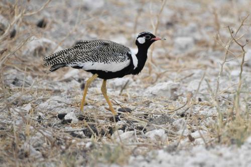 Outarde à miroir blanc