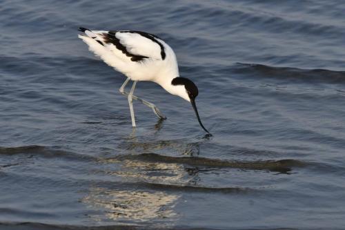 Avocette élégante