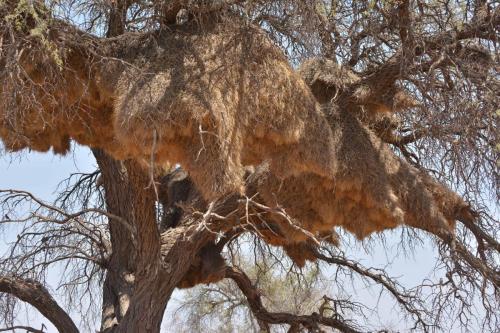 Nid de républicains sociaux