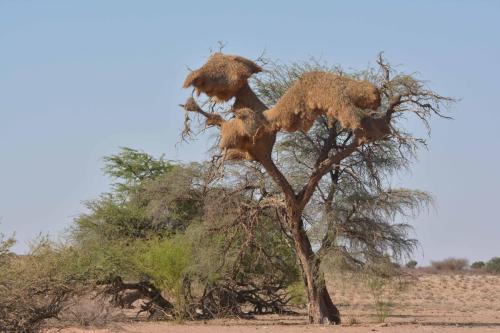 Nid de républicains sociaux