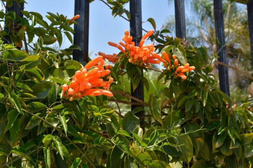 Jardin du parlement Namibien