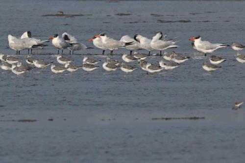 Chevaliers tachetés et sternes caspiennes