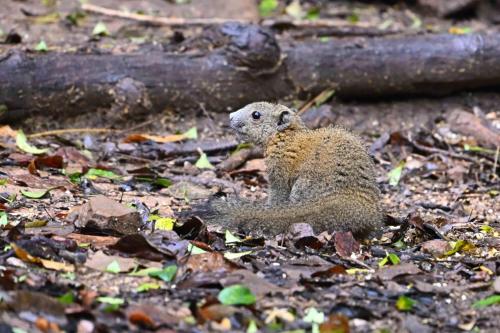 Ecureuil à ventre gris