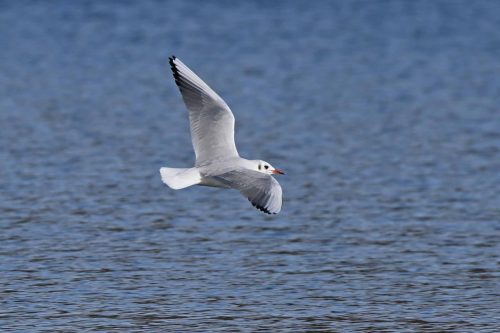 Mouette rieuse